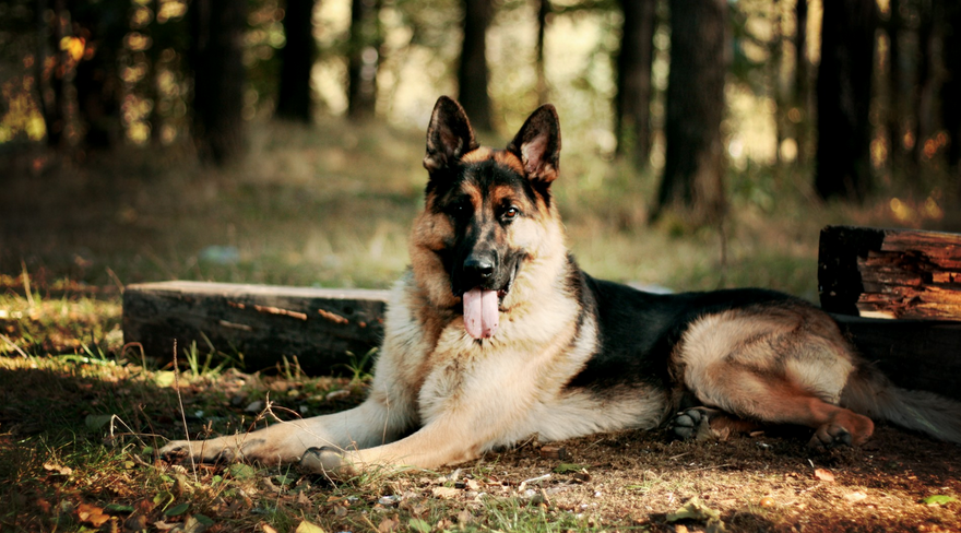 Nach Misshandlung durch Reichsbürger: Schäferhund Saskia sucht neues BRD Zuhause